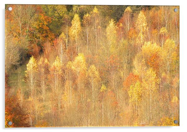  Golden Time Autumn Acrylic by Clive Eariss