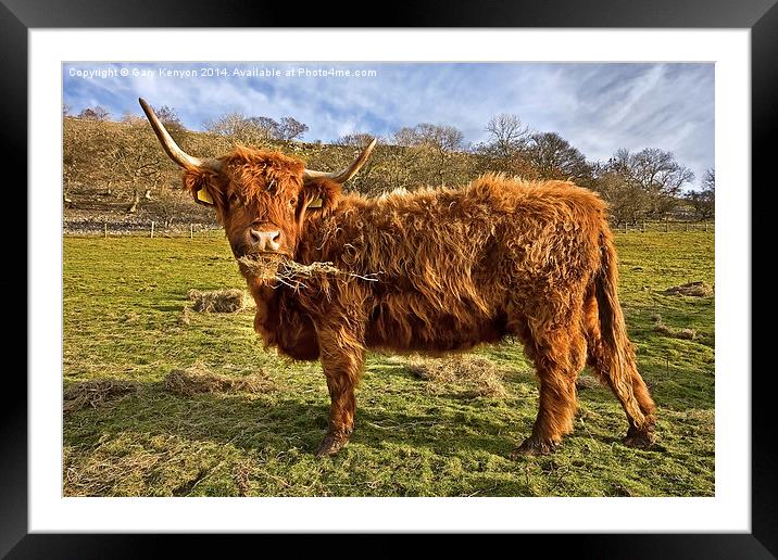  Highland Cow Eating Hay Framed Mounted Print by Gary Kenyon