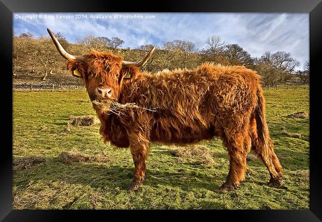 Highland Cow Eating Hay Framed Print by Gary Kenyon