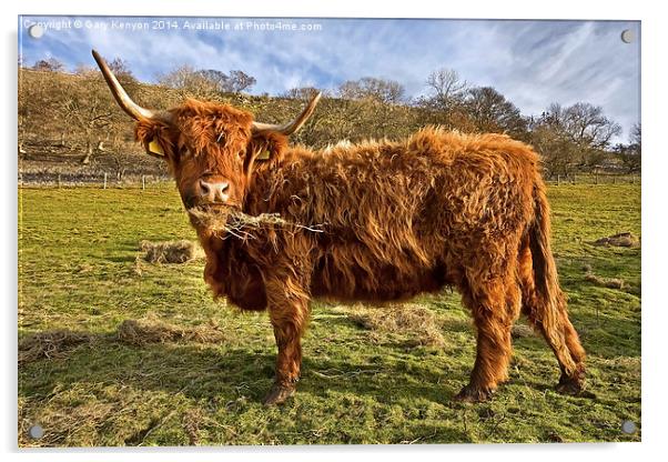  Highland Cow Eating Hay Acrylic by Gary Kenyon