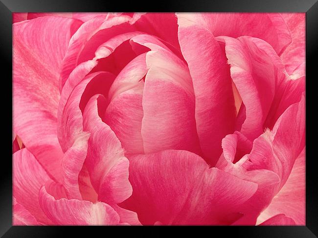 Rose Framed Print by Victor Burnside