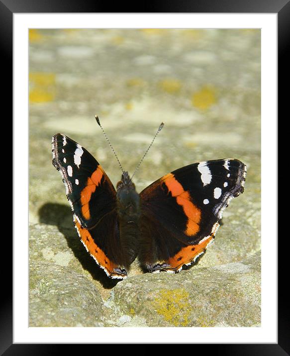 Butterfly getting a tan Framed Mounted Print by Jonathan Harker