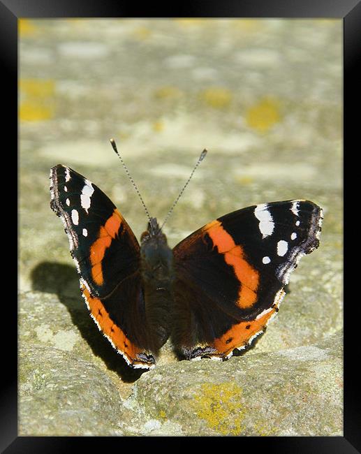 Butterfly getting a tan Framed Print by Jonathan Harker