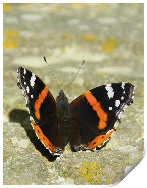 Butterfly getting a tan Print by Jonathan Harker