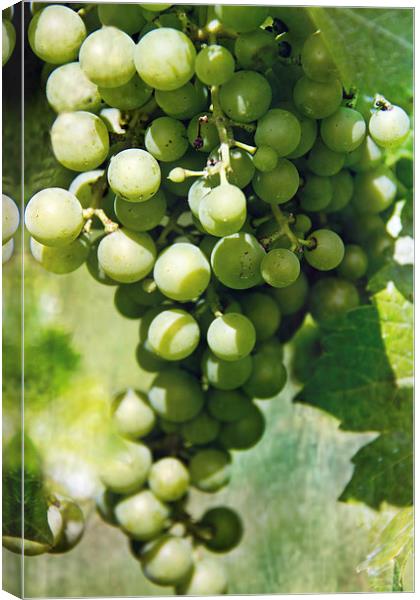  White Wine Grapes Canvas Print by Tom and Dawn Gari