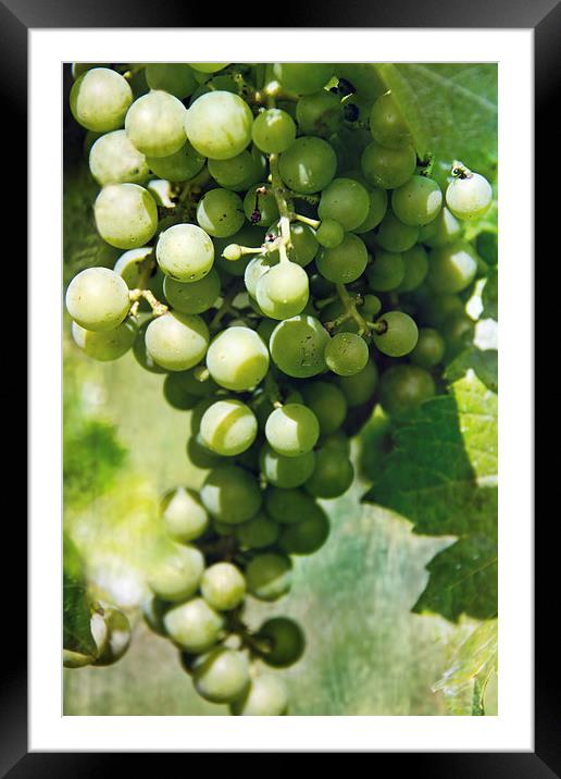  White Wine Grapes Framed Mounted Print by Tom and Dawn Gari