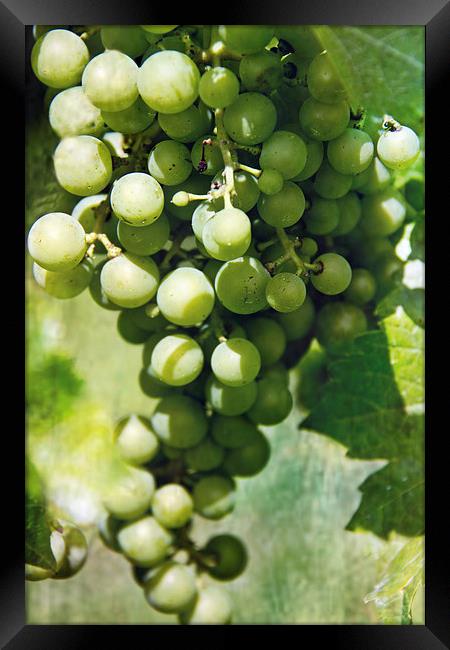  White Wine Grapes Framed Print by Tom and Dawn Gari