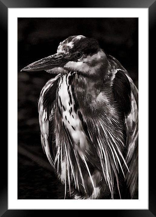  Grey Heron (Ardea cinerea) Mono  Framed Mounted Print by Dean Messenger
