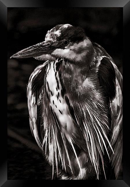  Grey Heron (Ardea cinerea) Mono  Framed Print by Dean Messenger