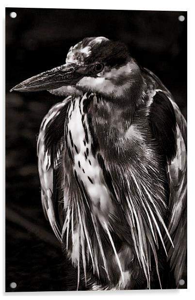  Grey Heron (Ardea cinerea) Mono  Acrylic by Dean Messenger