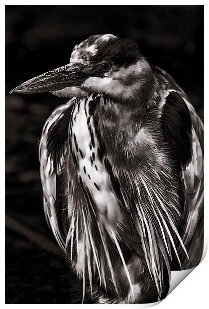  Grey Heron (Ardea cinerea) Mono  Print by Dean Messenger