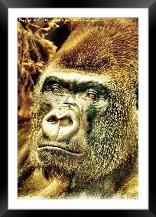  Gorilla Framed Mounted Print by Doug McRae