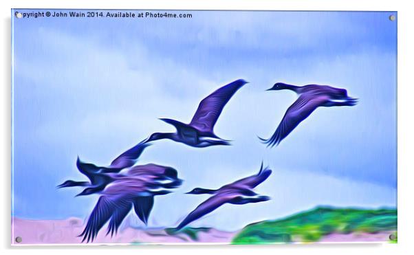 Geese in  flight Acrylic by John Wain