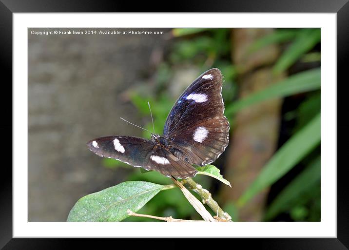  The Great Eggfly (Hypolimnas bolina) Framed Mounted Print by Frank Irwin