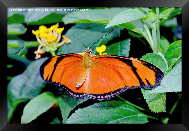  Caroni Flambeau (The Flame) butterfly Framed Print by Frank Irwin