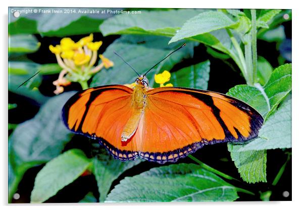 Caroni Flambeau (The Flame) butterfly Acrylic by Frank Irwin