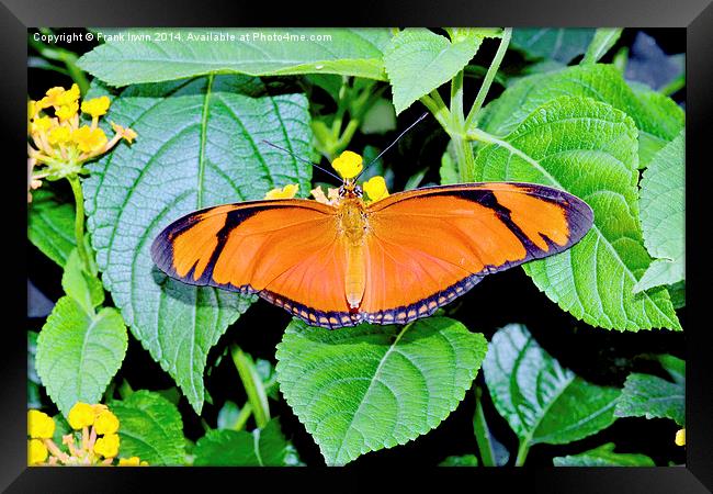 Caroni Flambeau (The Flame) butterfly Framed Print by Frank Irwin