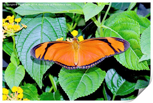 Caroni Flambeau (The Flame) butterfly Print by Frank Irwin