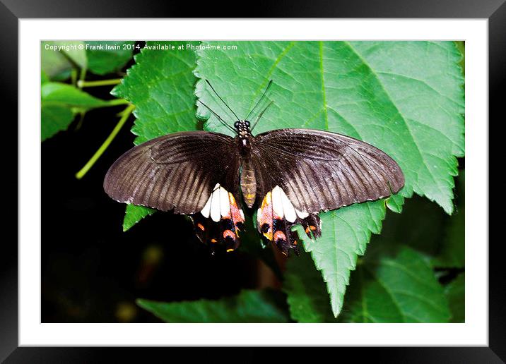  The beautiful Common Mormon butterfly Framed Mounted Print by Frank Irwin