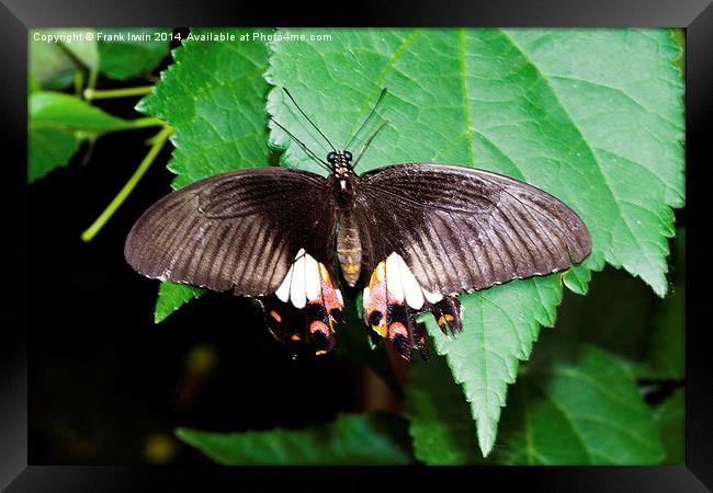  The beautiful Common Mormon butterfly Framed Print by Frank Irwin