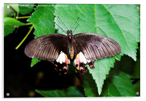  The beautiful Common Mormon butterfly Acrylic by Frank Irwin