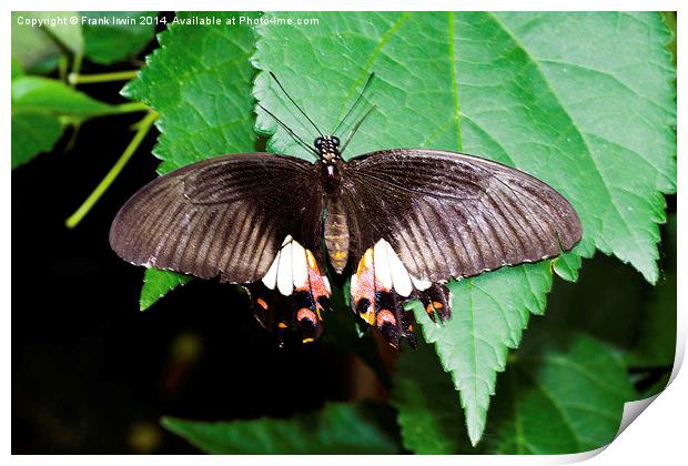  The beautiful Common Mormon butterfly Print by Frank Irwin