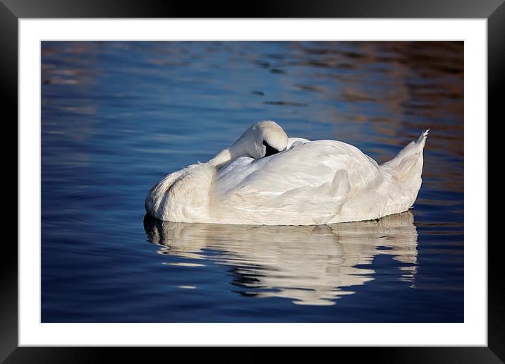  Peaceful Sleeping Swan Framed Mounted Print by Jennie Franklin