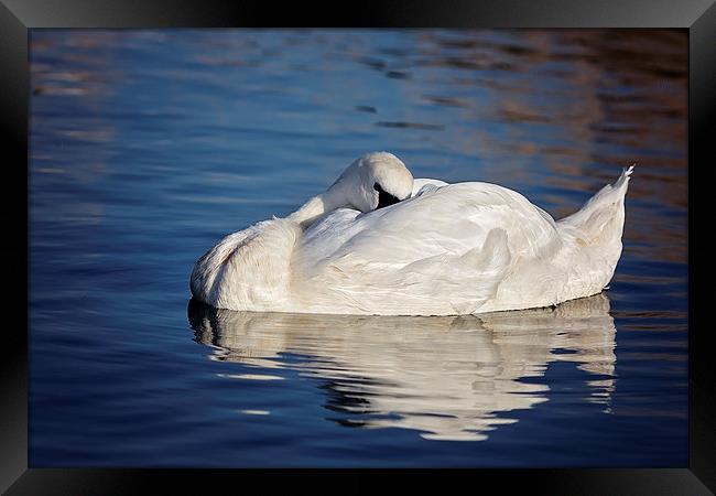  Peaceful Sleeping Swan Framed Print by Jennie Franklin