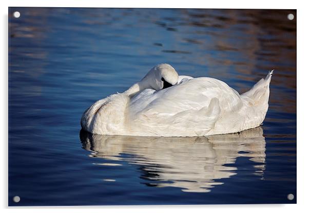  Peaceful Sleeping Swan Acrylic by Jennie Franklin