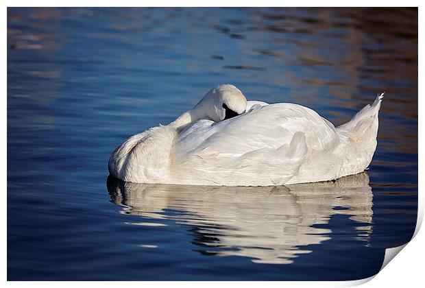 Peaceful Sleeping Swan Print by Jennie Franklin