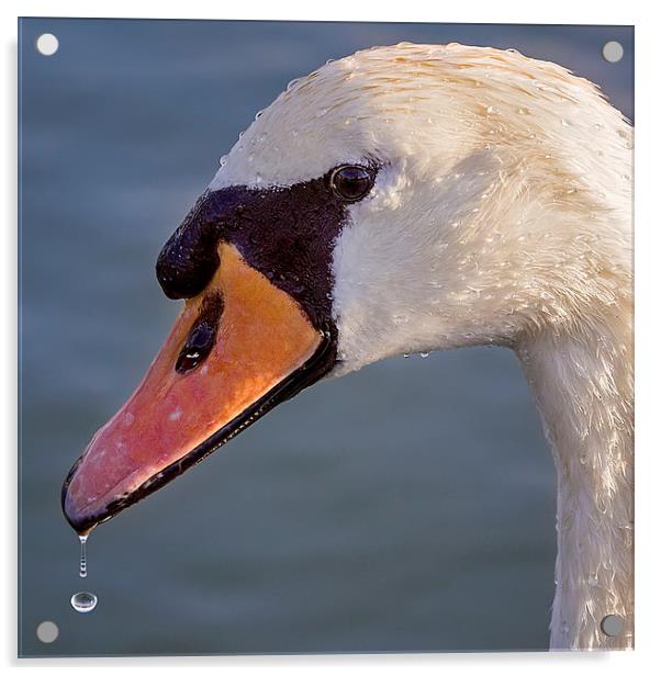 Swan Droplet Portrait Acrylic by Jennie Franklin