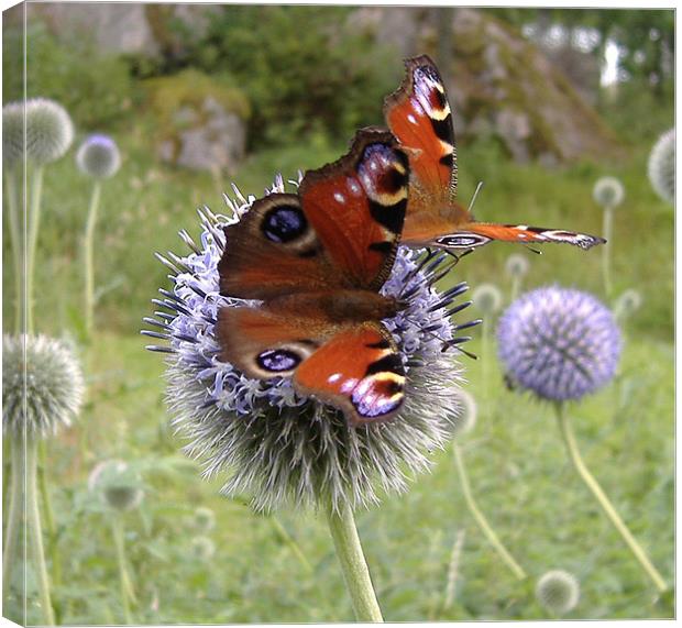 Butterflies Canvas Print by John Whitesmith