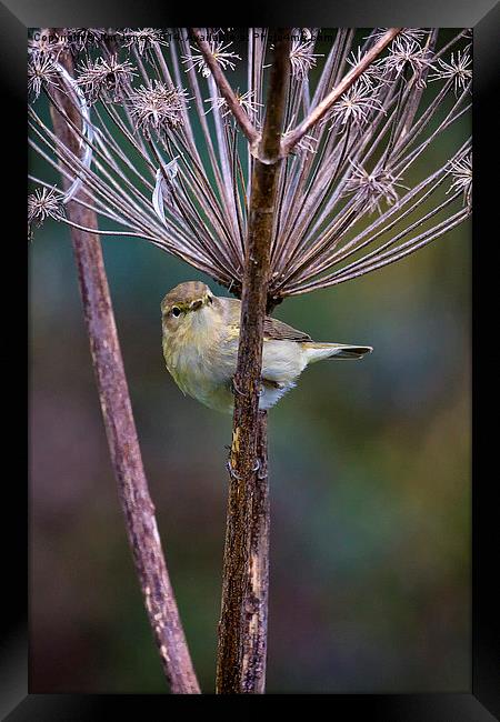  Young Willow Warbler Framed Print by Jim Jones