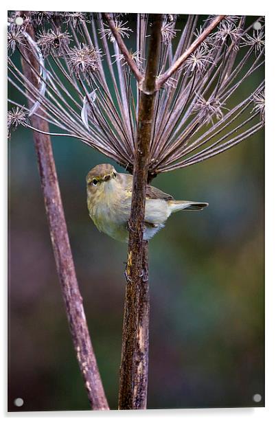  Young Willow Warbler Acrylic by Jim Jones