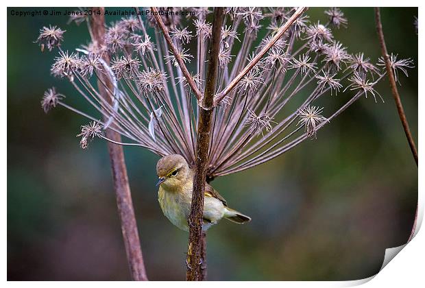 Young Willow Warbler perched in Cow Parsley Print by Jim Jones