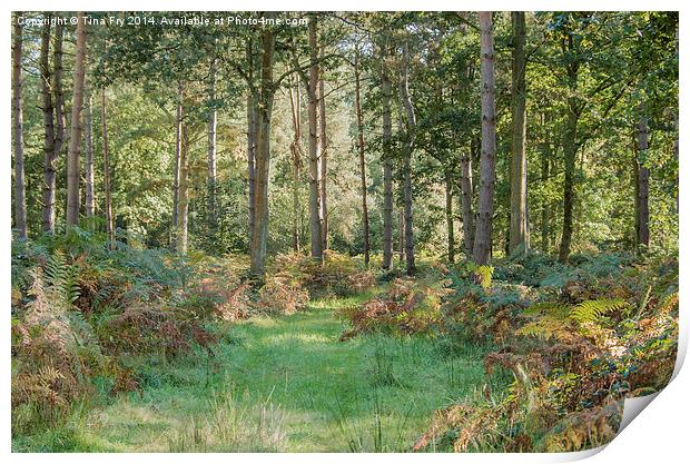  Woodland View Print by Tina Fry