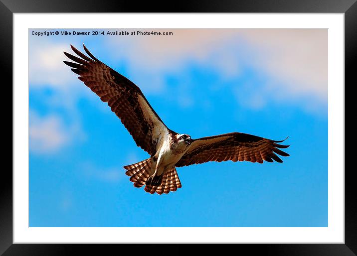 Spread Your Wings Framed Mounted Print by Mike Dawson