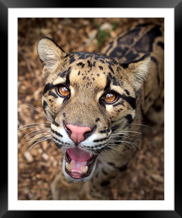  Clouded Leopard Framed Mounted Print by Selena Chambers