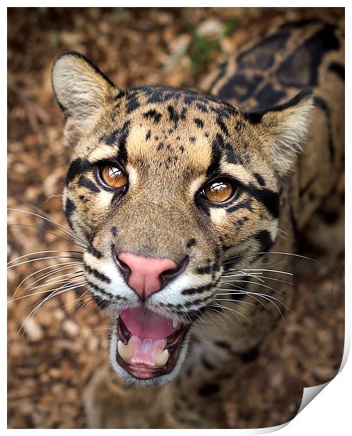  Clouded Leopard Print by Selena Chambers