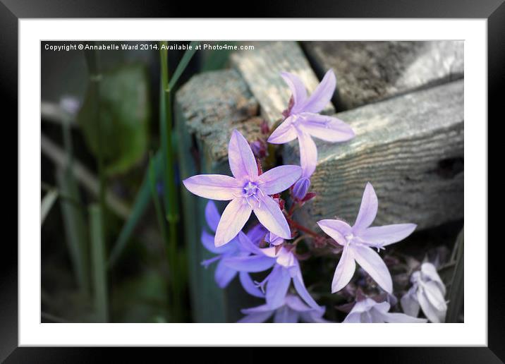  Little Purple Flowers. Framed Mounted Print by Annabelle Ward