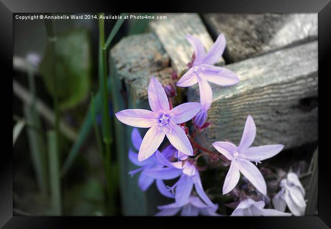  Little Purple Flowers. Framed Print by Annabelle Ward