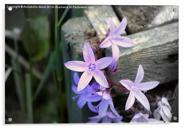  Little Purple Flowers. Acrylic by Annabelle Ward