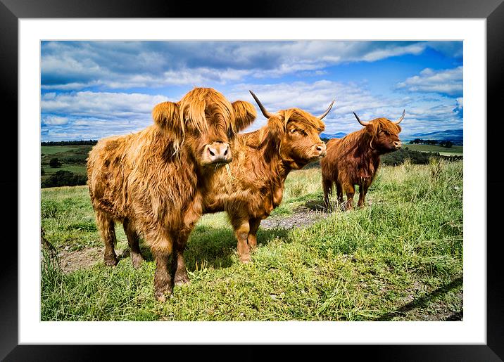  3 coo's Framed Mounted Print by Garry Quinn