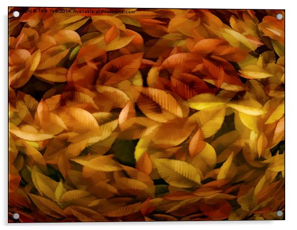 Fallen Leaves Acrylic by Tom York