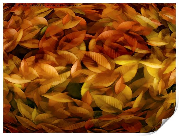 Fallen Leaves Print by Tom York
