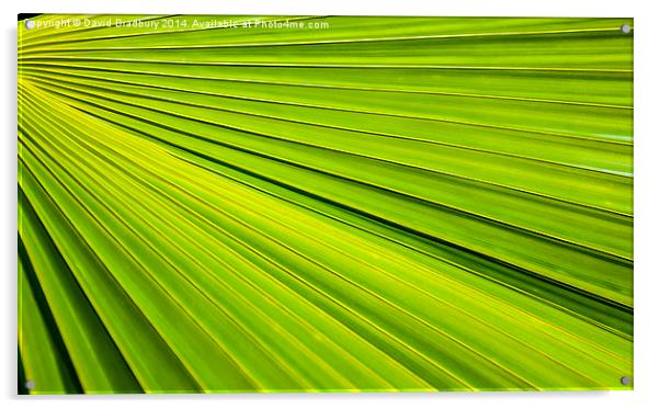  Palm Fan Acrylic by David Bradbury
