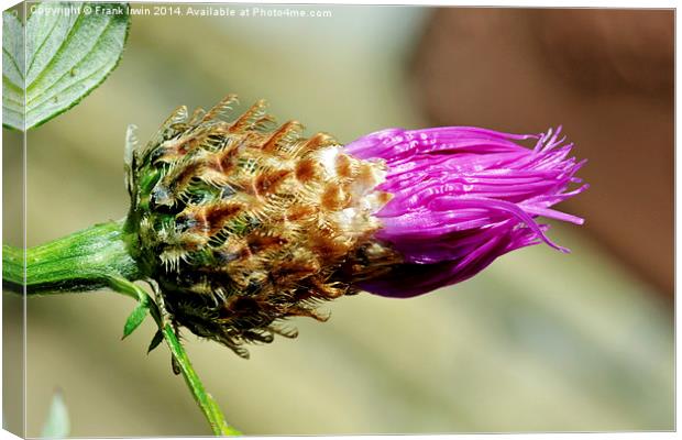 Common Thistle coming into bud Canvas Print by Frank Irwin