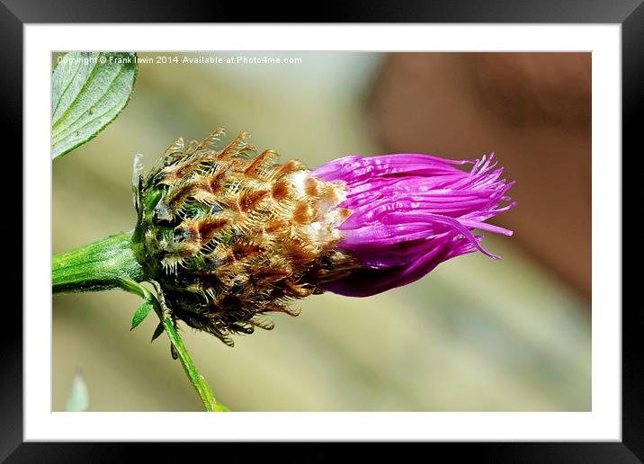Common Thistle coming into bud Framed Mounted Print by Frank Irwin