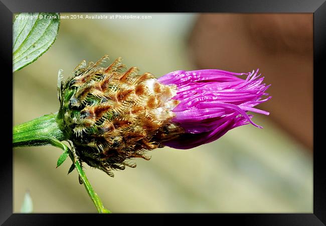 Common Thistle coming into bud Framed Print by Frank Irwin