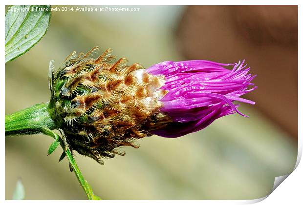 Common Thistle coming into bud Print by Frank Irwin